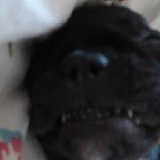 Fransk bulldog Pølle