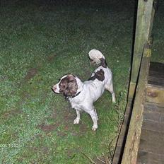 Field Trial spaniel Dina