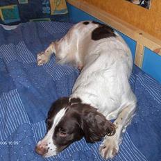 Field Trial spaniel Dina