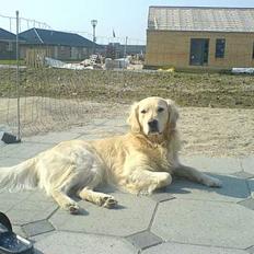 Golden retriever Esbjørn