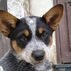 Australsk cattledog Emil