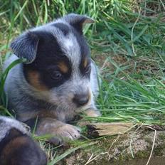 Australsk cattledog Emil