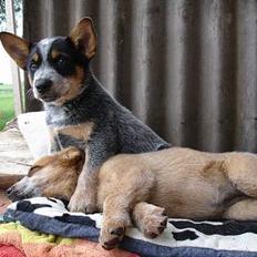 Australsk cattledog Emil