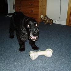 Cocker spaniel Tjego R.I.P