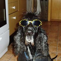 Cocker spaniel Tjego R.I.P