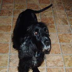Cocker spaniel Tjego R.I.P
