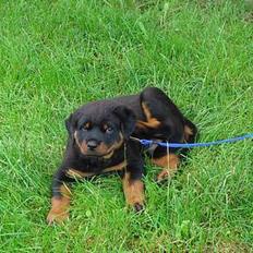 Rottweiler Aion