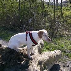 Blanding af racer Lucy