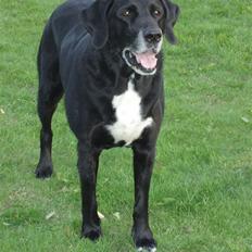 Blanding af racer Nala R.I.P - ingen udf.