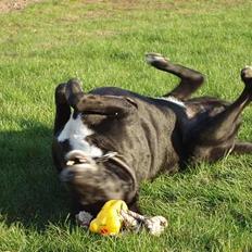 Blanding af racer Nala R.I.P - ingen udf.
