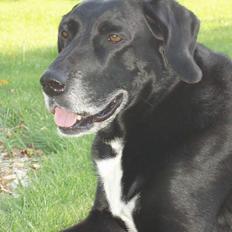 Blanding af racer Nala R.I.P - ingen udf.