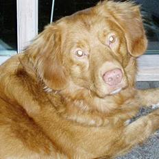 Nova scotia duck tolling retriever Rocco