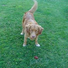 Nova scotia duck tolling retriever Rocco