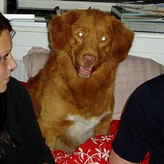 Nova scotia duck tolling retriever Rocco