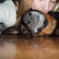 Blanding af racer Tulle(aflivet)