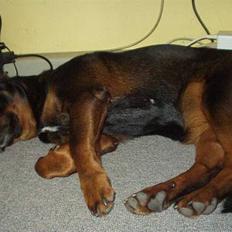 Blanding af racer Tulle(aflivet)