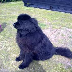 Newfoundlænder Maximus