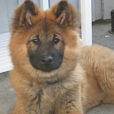 Eurasier E-buffy