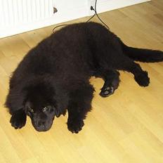 Newfoundlænder Maximus