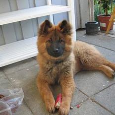 Eurasier E-buffy