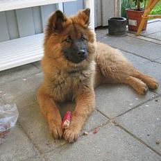 Eurasier E-buffy