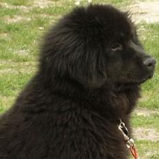 Newfoundlænder Maximus