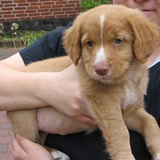 Nova scotia duck tolling retriever Citta