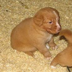 Nova scotia duck tolling retriever Citta