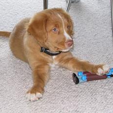 Nova scotia duck tolling retriever Citta