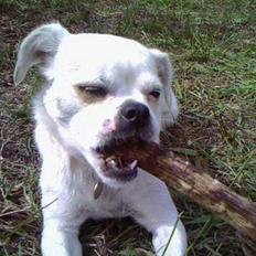 Blanding af racer Mitzie