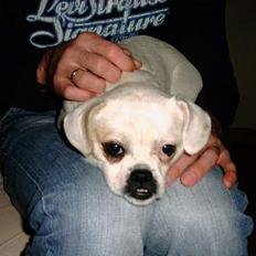 Blanding af racer Mitzie