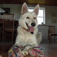 Hvid schæfer Zita (Isbjørnen