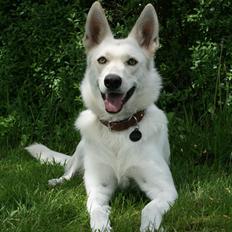 Hvid schæfer Zita (Isbjørnen