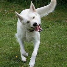 Hvid schæfer Zita (Isbjørnen