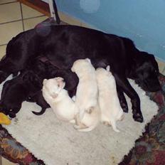 Labrador retriever Rolex