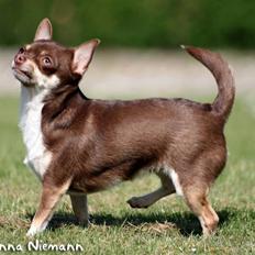 Chihuahua Hovsa's Kiwi