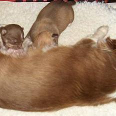 Chihuahua Hovsa's Kiwi