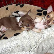 Chihuahua Hovsa's Kiwi