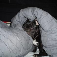 Fransk bulldog FreYse