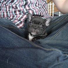 Fransk bulldog FreYse