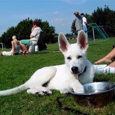 Hvid Schweizisk Hyrdehund Nanoq R.I.P.