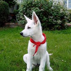 Hvid Schweizisk Hyrdehund Nanoq R.I.P.