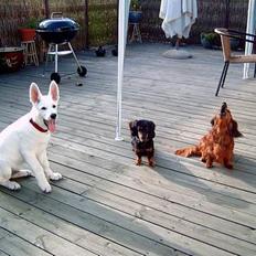 Hvid Schweizisk Hyrdehund Nanoq R.I.P.