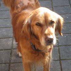 Golden retriever Vuffi