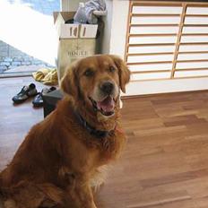 Golden retriever Vuffi
