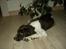 Engelsk springer spaniel Andi