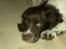 Engelsk springer spaniel Andi