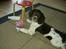 Engelsk springer spaniel Andi