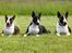 Bullterrier                     Jazzy - Okke - Jazzy´s Datter, Jazzy og Jazzy´s søn Bastian, Juni 2010