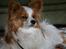Papillon Jojo - Den bette tykke :-D
